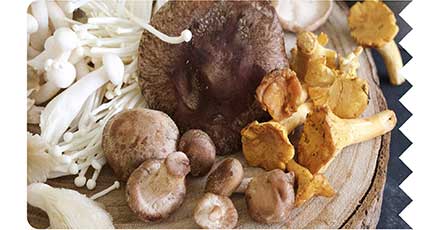 菇類家族親友多