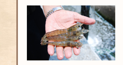 黑頭蝦不新鮮？麥黑白講！