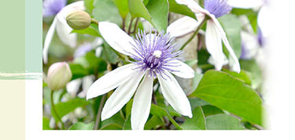 植物園方舟計畫啟動！