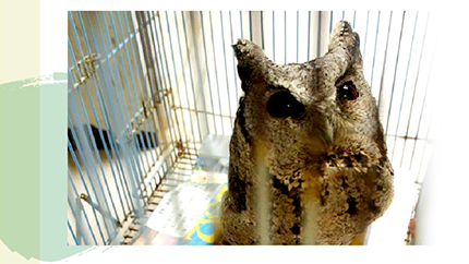 急救注意 救傷停看聽