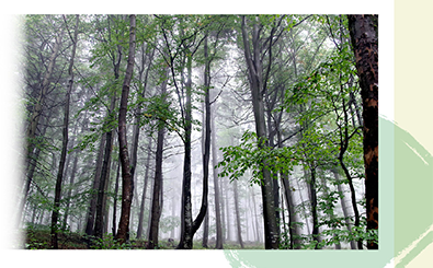 那些你該認識的瀕絕生物