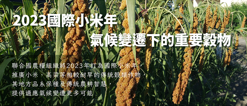 2023國際小米年　氣候變遷下的重要穀物