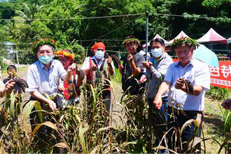 茂林地區復育原鄉黑米及黑小米