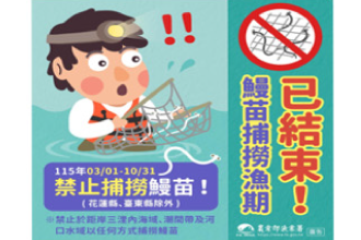 落實禁捕鰻苗規定，維護漁業永續