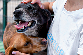 尊重多元意見 依事實執行動保法