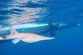 衛星追蹤瀕危龍紋鱝 科技護生態