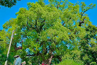 跨界救樟樹 七股神木獲新生