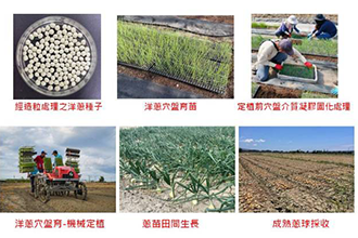 育苗新技術 洋蔥產量大升級