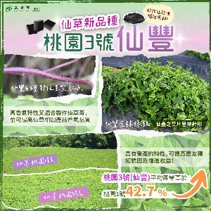 仙草新品種-桃園3號仙豐