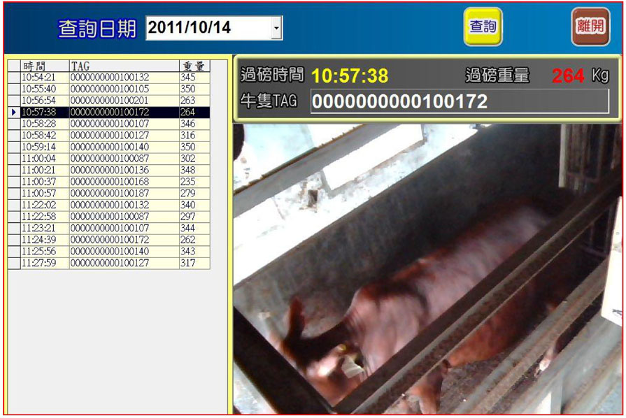 圖1 自動磅秤系統結合超高頻RFID系統以精準收集肉牛體重
