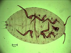 圖4 a.昆蟲玻片標本數位化尚未修圖前