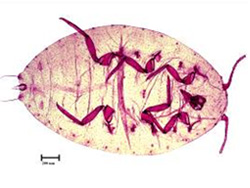 圖4 b.昆蟲玻片標本數位化經去背、調整色差及亮度修圖後呈現圖檔