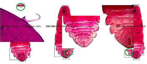 圖6 生物形態細部特徵互動網頁 (滑鼠移至框線部位即會出現該部位之大圖)