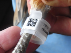 圖1 家禽腳環實際套於土雞腳脛部家禽腳環實際套於土雞腳脛部