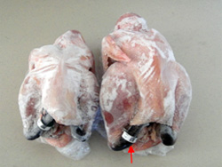 圖2 屠體上的家禽腳環