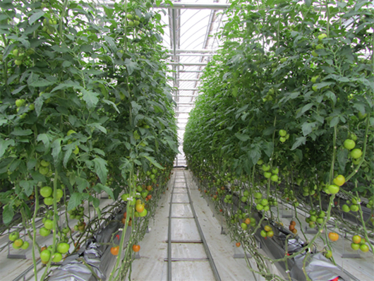圖五、應用金屬線將番茄植株往高處懸吊以增加空間利用率而達到提高單位面積之產能為目標 圖五、應用金屬線將番茄植株往高處懸吊以增加空間利用率而達到提高單位面積之產能為目標