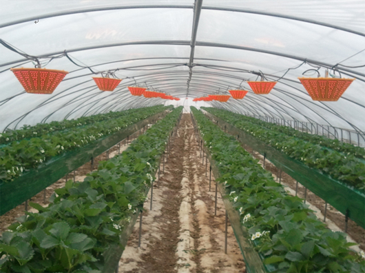 圖6、韓國Best Light Technology公司發展之錐形LED燈供溫室作物補光用（引用自http://www.bltech.co.kr）