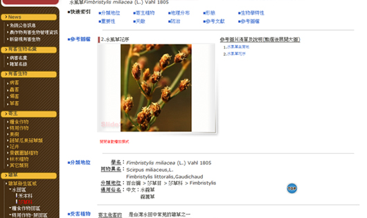 圖6、利用雜草類別查詢莎草科的水虱草