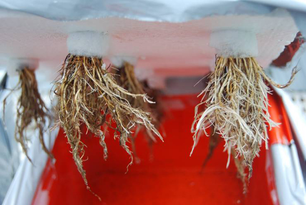 圖6、以水耕栽培之草莓根系仍能發育良好