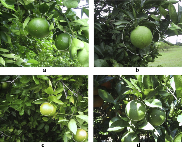 圖2、成功圖例 圖2、成功圖例