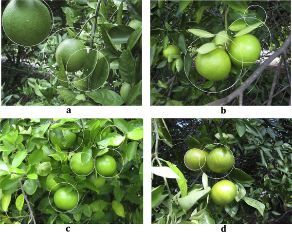 圖3、誤判或遺漏的圖例 圖3、誤判或遺漏的圖例