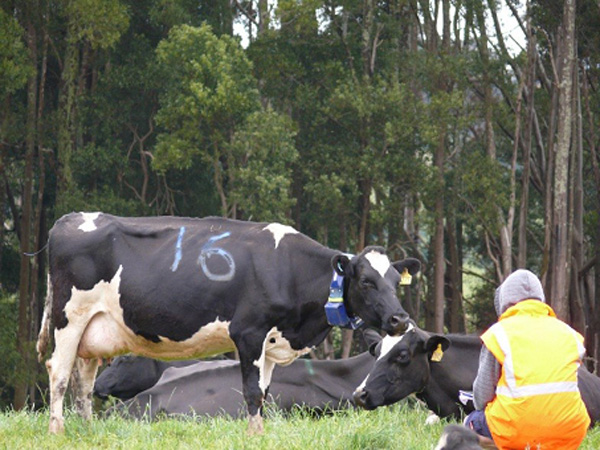 編號16的乳牛脖子上裝設了實驗用的感測項圈