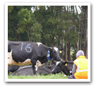 利用動作感測器分析乳牛行為模式