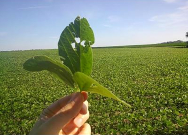 圖二、Google Glass所拍攝之快照