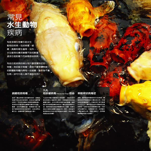 圖2、常見水生動物疾病