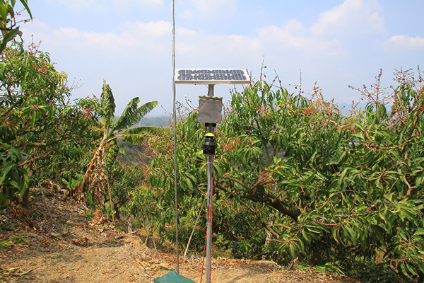 智慧型害蟲監測系統於臺南市南化區芒果園建置情形