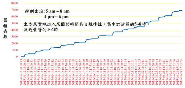 東方果實蠅數量全日段累積圖(2015/6/12 ~ 6/24)