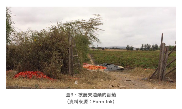 圖3、被農夫遺棄的番茄