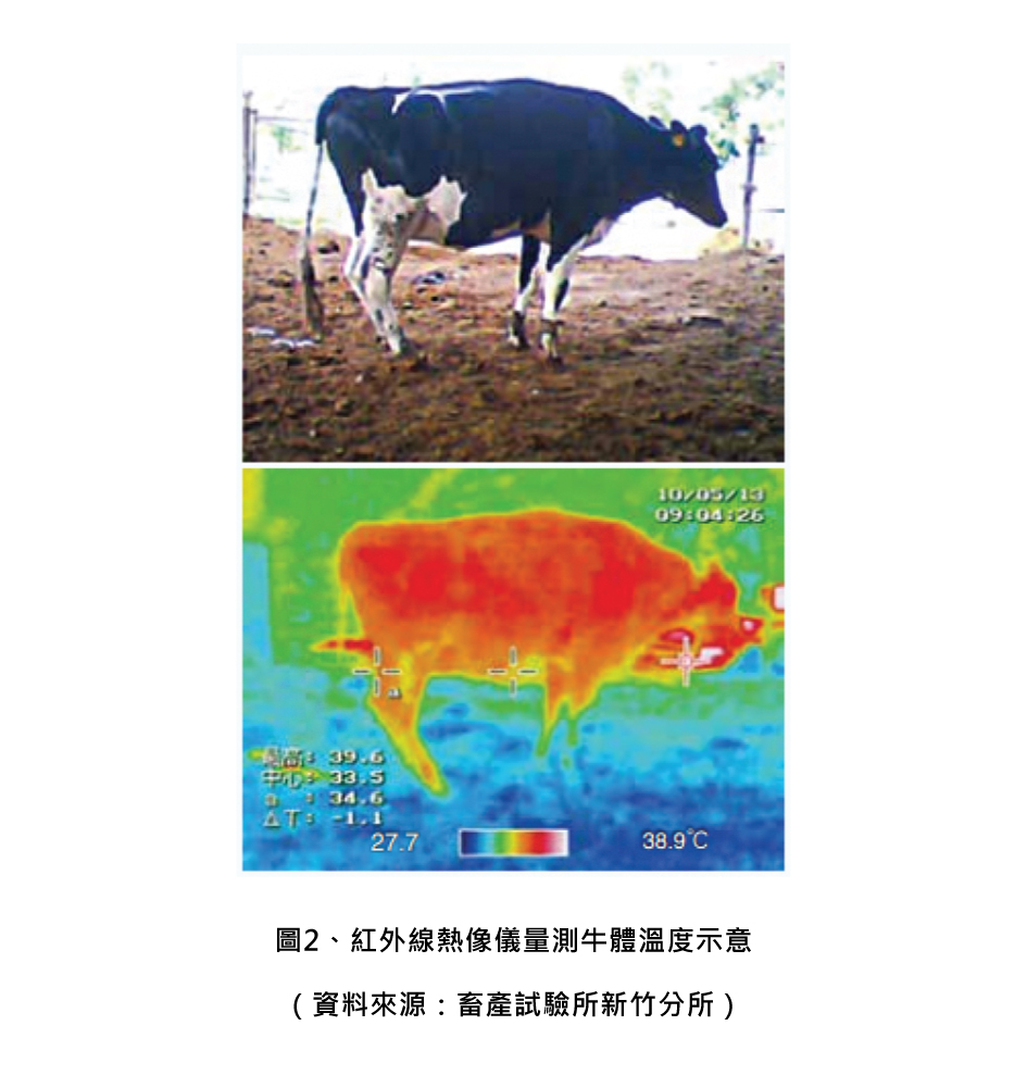 圖2、紅外線熱像儀量測牛體溫度示意