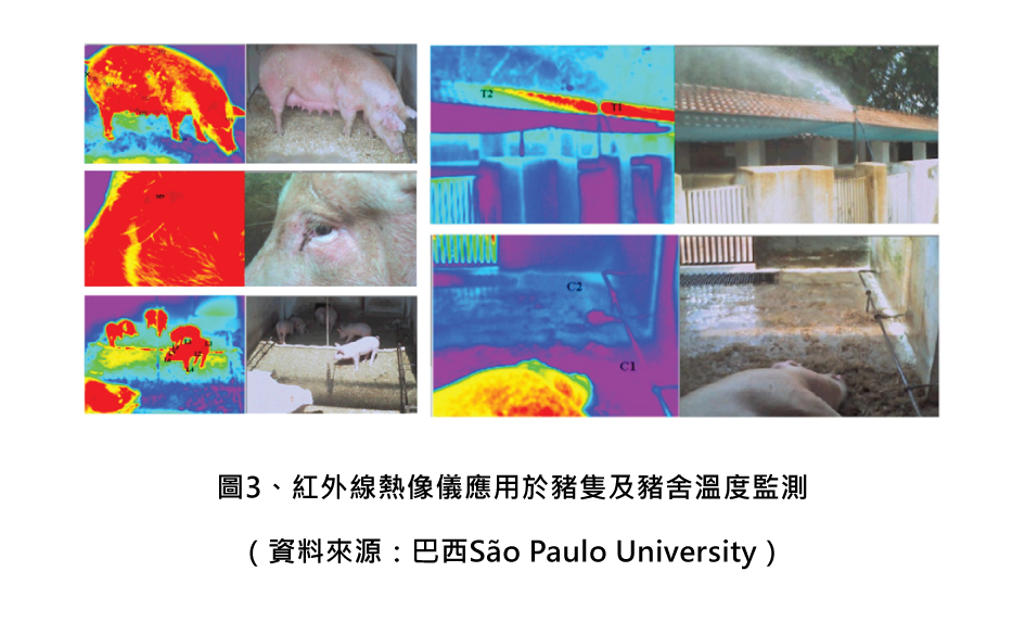 圖3、紅外線熱像儀應用於豬隻及豬舍溫度監測