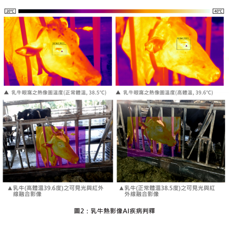 圖2：乳牛熱影像AI疾病判釋