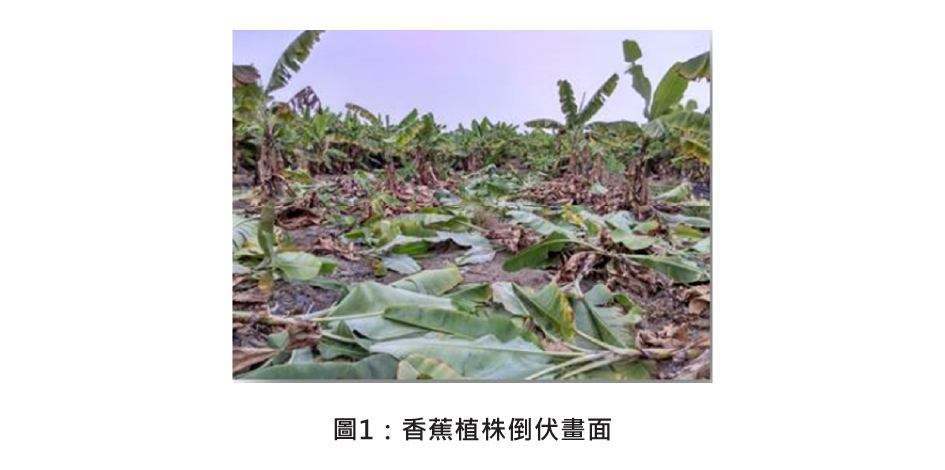圖1：香蕉植株倒伏畫面