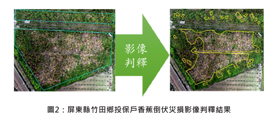 圖2：屏東縣竹田鄉投保戶香蕉倒伏災損影像判釋結果