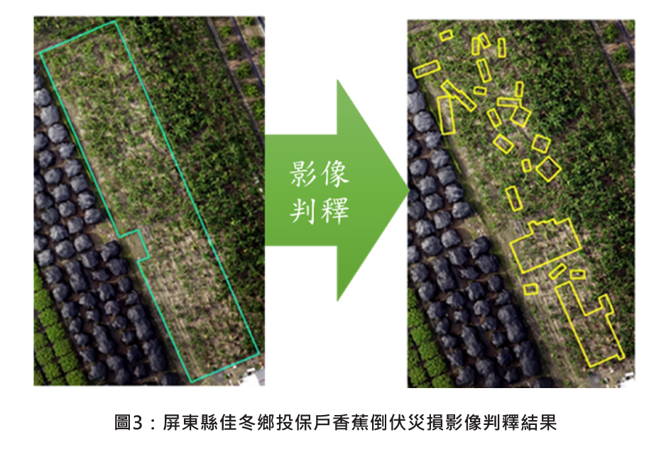 圖3：屏東縣佳冬鄉投保戶香蕉倒伏災損影像判釋結果