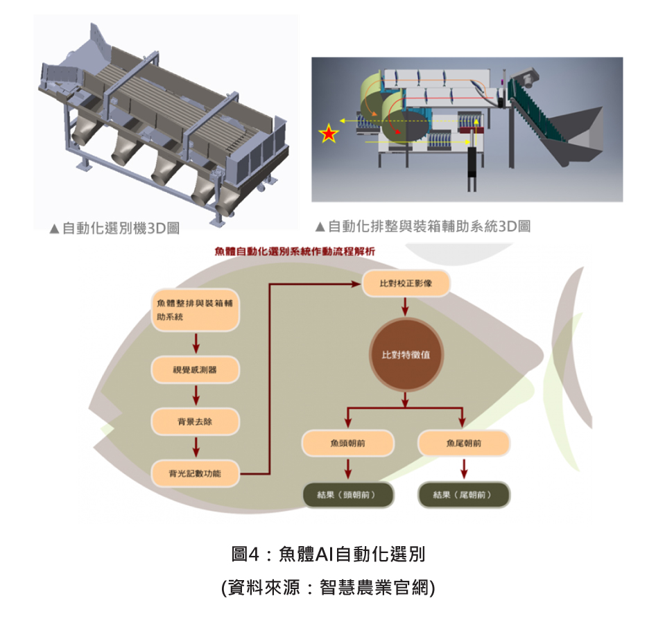 圖4：魚體AI自動化選別