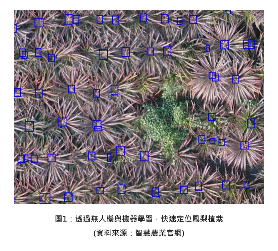 圖1：透過無人機與機器學習，快速定位鳳梨植栽