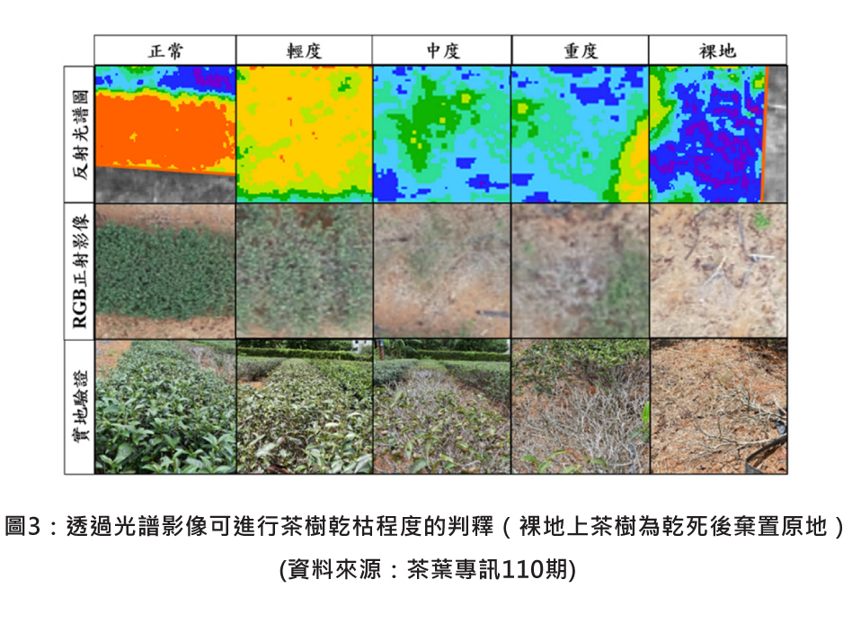 圖3：透過光譜影像可進行茶樹乾枯程度的判釋（裸地上茶樹為乾死後棄置原地）