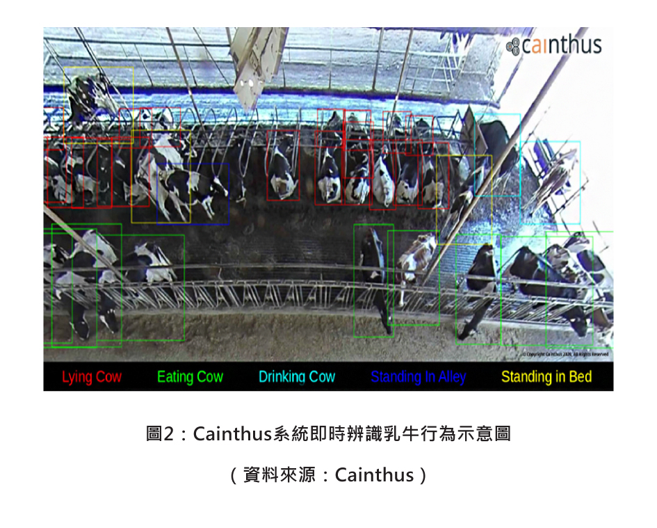 圖2：Cainthus系統即時辨識乳牛行為示意圖