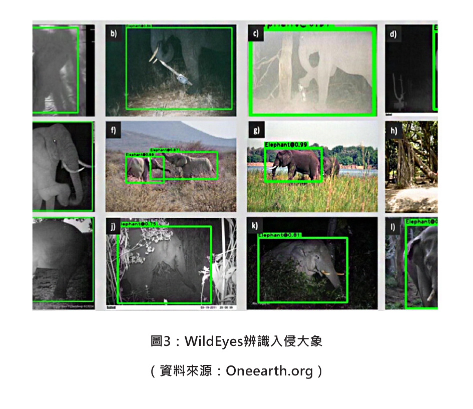 圖3：WildEyes辨識入侵大象