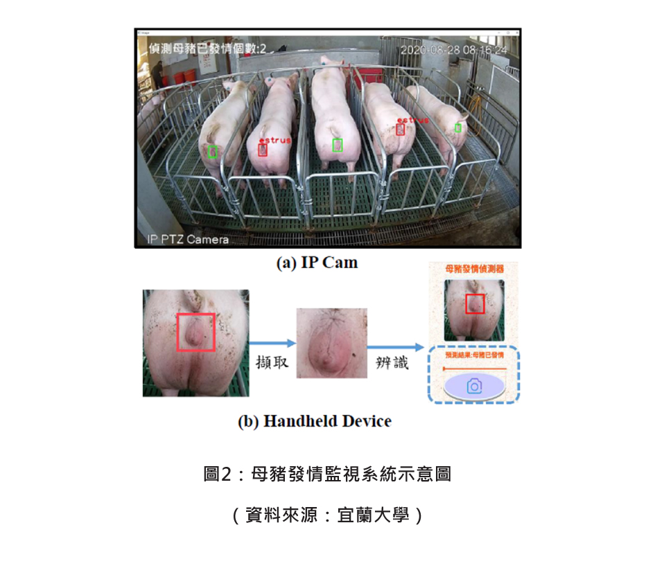 圖2：母豬發情監視系統示意圖