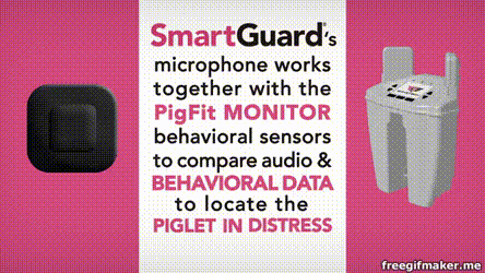 圖2：透過電子脈衝訊號避免仔豬受壓迫