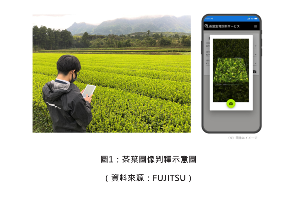 圖1：茶葉圖像判釋示意圖