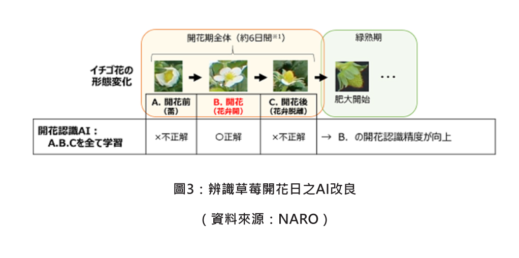 圖3：辨識草莓開花日之AI改良