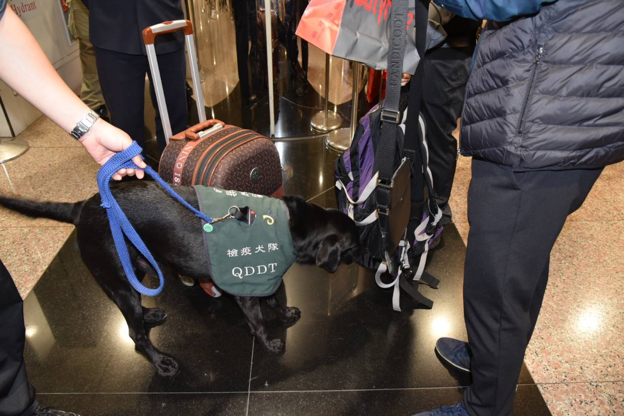 檢疫犬執行公務，檢查旅客行李是否夾帶中國家畜肉製品入關