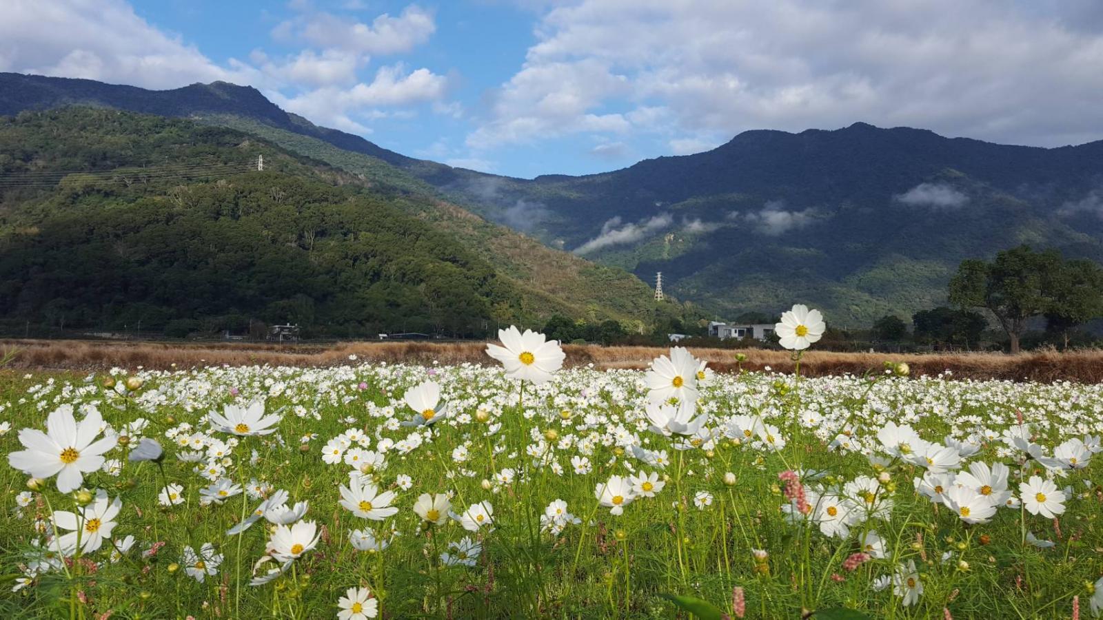 玻斯菊