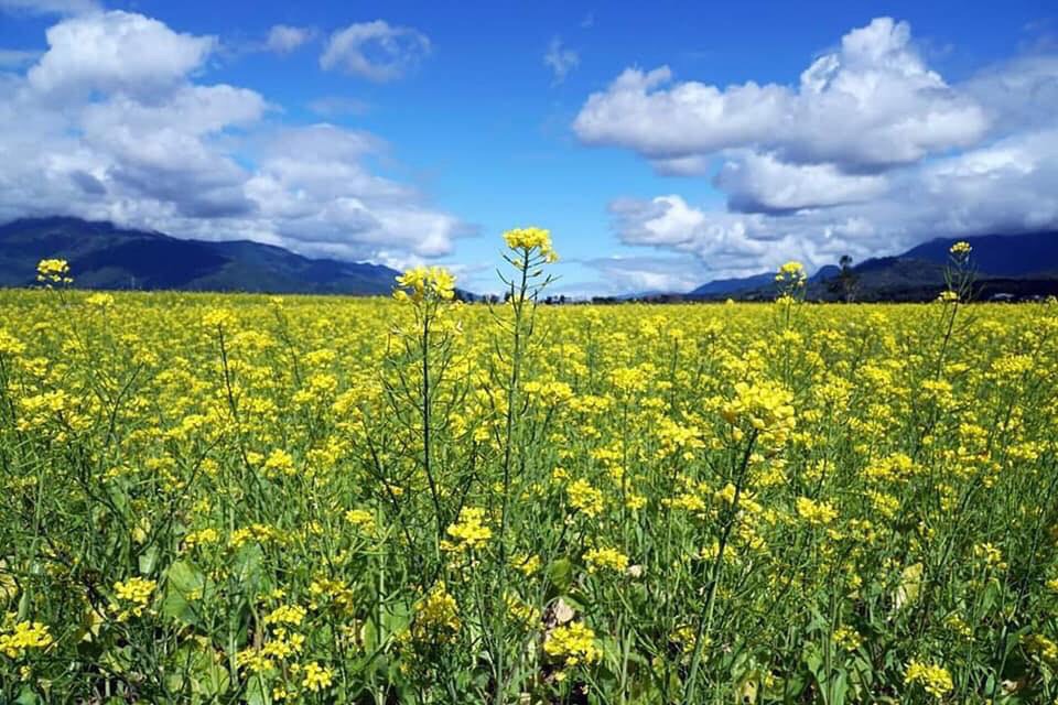 花東油菜田